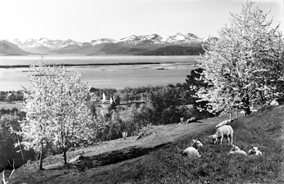 Utsyn frå Rekneslia, der Nesje bygde småbruket sitt. Foto: Birkeland/Romsdalsmuseets fotoarkiv.